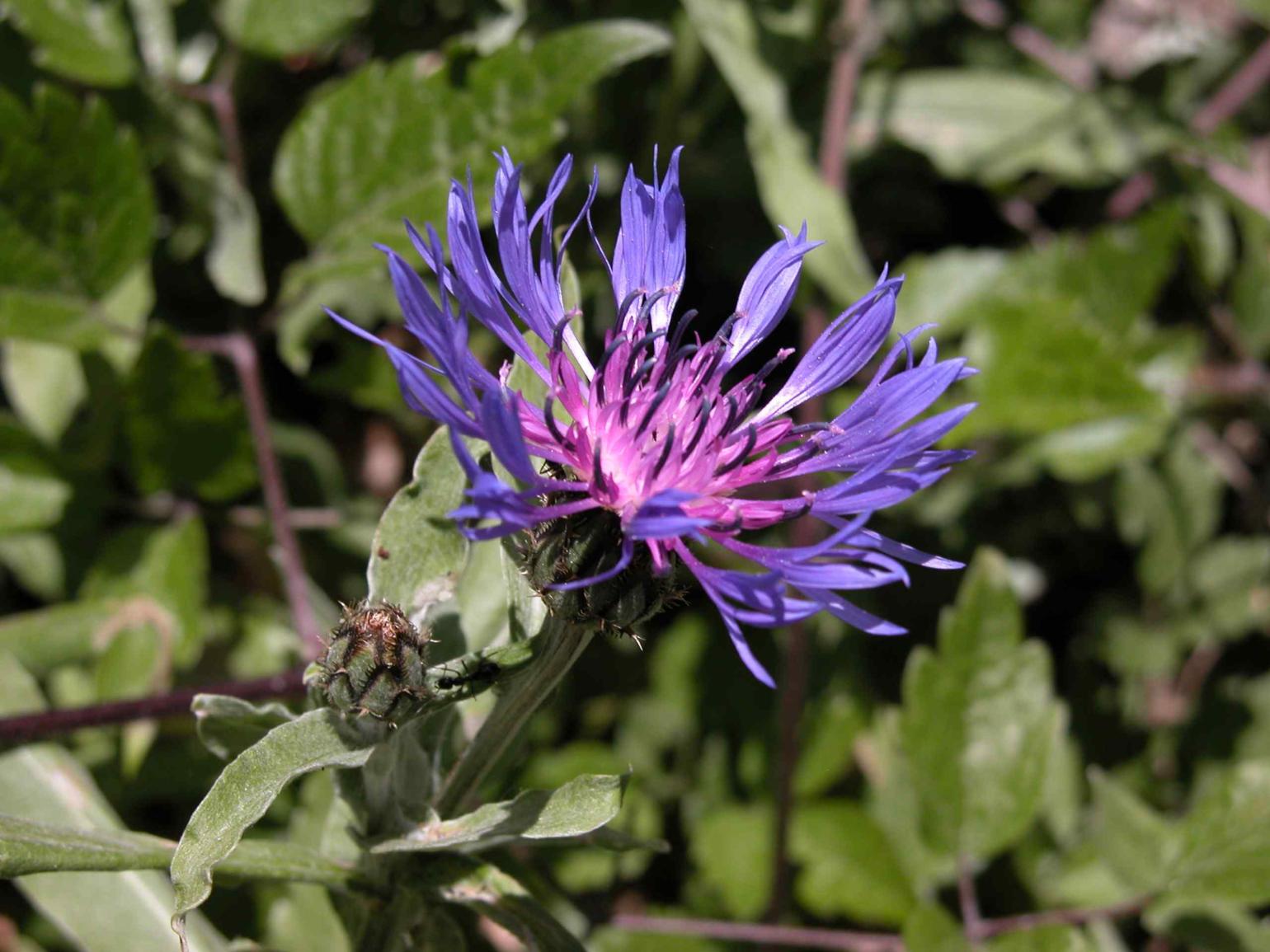 Cornflower, Mountain